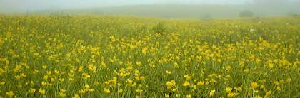 ���z�I�� ���F�����Ԕ�