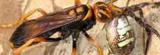 コガタコガネグモを運ぶモンベッコウ遠征横浜
