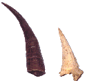 �J���V�J�̊p
