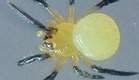 �c��1mm