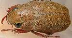 �R�C�`���R�K�l