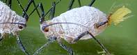 �J���]�E�̌s