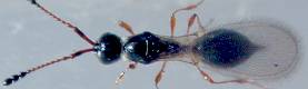 3mm
