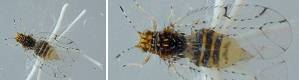 1.5mm