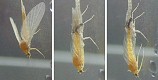 ����������E�炵�āA������