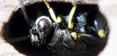 �L�A�V�u�g�R�o�`