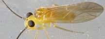 3mm���x