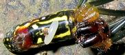 ジョロウグモに産みつけられたオオシロフベッコウの卵