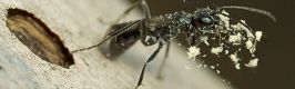 タケトラカミキリ脱出坑を掘り返す黒いベッコウバチの一種