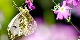 �c�}�L�`���E �I�X