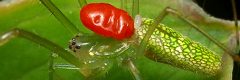 �n�`�ނƃ_�j�Ɋ񐶂��ꂽ�E���R�A�V�i�K�O��