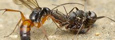 獲物をアリに横取りされるミイロツメボソクモバチ