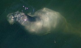 �A�S�q�Q�A�U���V�|�^�}�����4