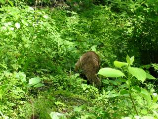 �A�i�O�}���p