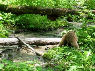 �A�i�O�}�@��Ŋl����T��