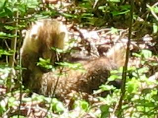 �A�i�O�}�@�ёU��