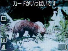 ����̃������؂�Č��摜