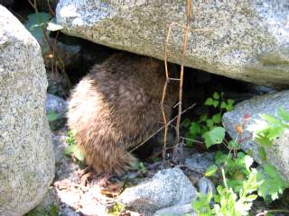 �A�i�O�}�@���h���ȐK