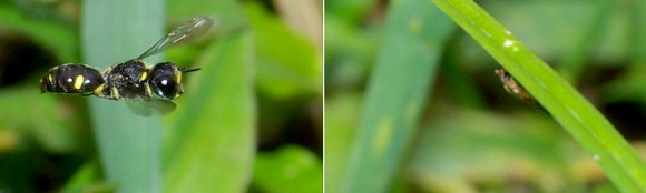 �t�̗��ɂ���q���^�A�u�ɑ_�����߂�C���^�M���O�`�H