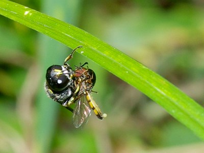 �t�ɂԂ牺�����ā@�q���^�A�u�ɐK�j��łC���^�M���O�`�H