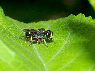 �t�̏�ŉ^���̐��ɂȂ�C���^�M���O�`�H