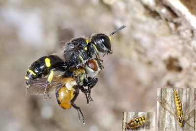 �}���{�V�n�i�o�G�𑃂ɉ^�э��ރC���^�M���O�`�H