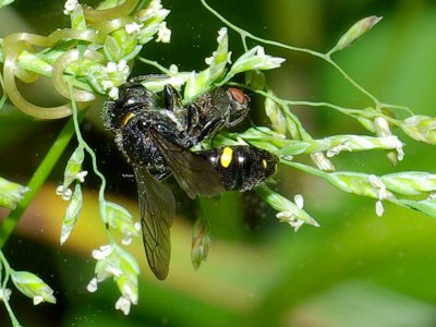 �n�G�ɏP�����������C���^�M���O�`�H