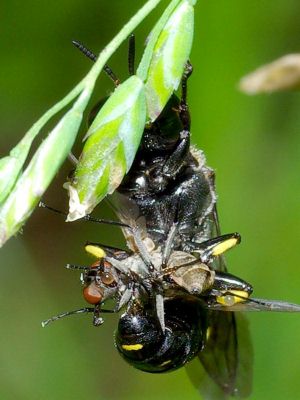 �n�G�ɐK�j��łC���^�M���O�`�H