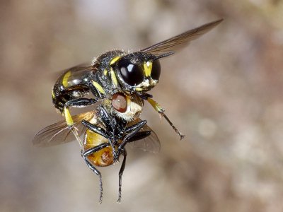 �l�����^�ԃC���^�M���O�`�H