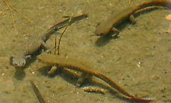 �N���T���V���E�E�I�̎Y��1