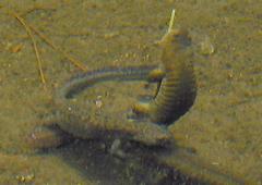 �N���T���V���E�E�I�̎Y��2