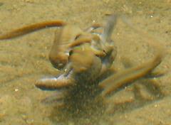 �N���T���V���E�E�I�̎Y��4