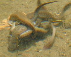 �N���T���V���E�E�I�̎Y��5