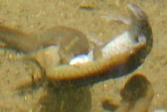 �N���T���V���E�E�I�̎Y��6