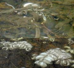 �N���T���V���E�E�I�̎Y��8