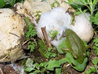 �Y�����郂���A�I�K�G��