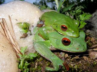 �Y�����郂���A�I�K�G��