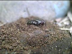 �c�����Y�����郄�h���j�N�o�G