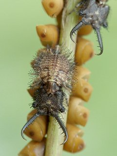 �c�m�g���{�z���c��