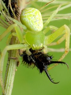 �n�i�O���ɏP����c�m�g���{�z���c��