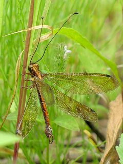 �c�m�g���{������