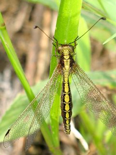 �c�m�g���{������