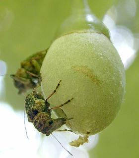 �G�S�q�Q�i�K�]�E���V3