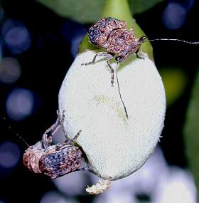 �G�S�q�Q�i�K�]�E���V4