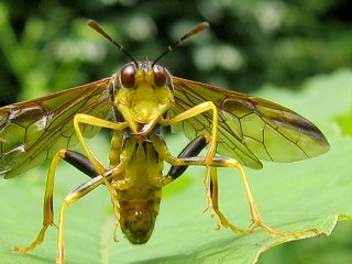 �e���g���[�𒣂郈�E���E�q���N�`�n�o�`��
